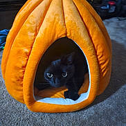 Milo joined the competition — help win amazing prizes! black_cat, cat, pet, animal, plush_bed, pumpkin_shape, orange, cozy, carpet, indoor, cute, eyes, feline, home, soft, pet_bed, curious, resting, comfort, shadow