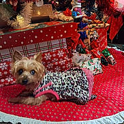 Emily Rose is registered to the contest to win money with this photo: dog, small_dog, christmas_tree, christmas_presents, gift_wrap, holiday_decor, red_quilt, tree_skirt, leopard_print, pink_dress, festive, indoor, decorations, holiday, wrapped_gifts, ornaments, tinsel, carpet, holiday_lighting, pet_clothing