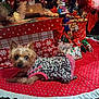 dog, small_dog, christmas_tree, christmas_presents, gift_wrap, holiday_decor, red_quilt, tree_skirt, leopard_print, pink_dress, festive, indoor, decorations, holiday, wrapped_gifts, ornaments, tinsel, carpet, holiday_lighting, pet_clothing