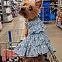 dog, shopping_cart, dress, clothing, pet, animal, store, aisle, shelf, shopping, brown, fur, small_dog, blue, striped, bee_pattern, looking_back, cute, indoor, retail