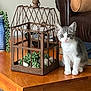 kitten, cat, wooden_table, decor, metal_cage, succulents, stones, indoor, furniture, leather_chair, books, plant, curious, pet, animal, gray_and_white, small, sitting, eyes, home