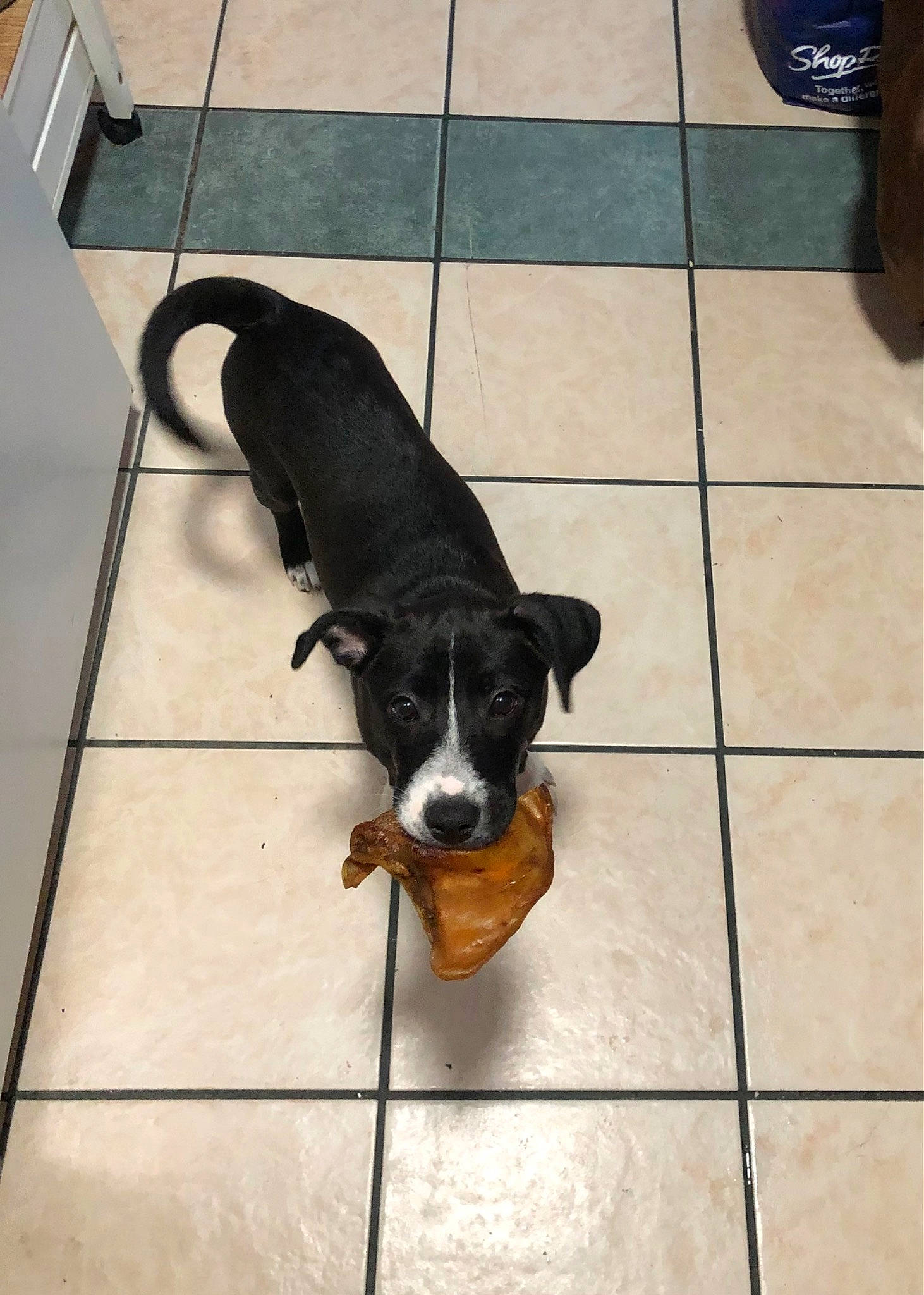 Ivy joined the competition — help win amazing prizes! canidae, carnivore, collar, companion_dog, dog, dog_breed, fawn, floor, flooring, pet_supply, snout, sporting_group, street_dog, tail, terrestrial_animal, tile, toy_dog, wood, working_animal, working_dog