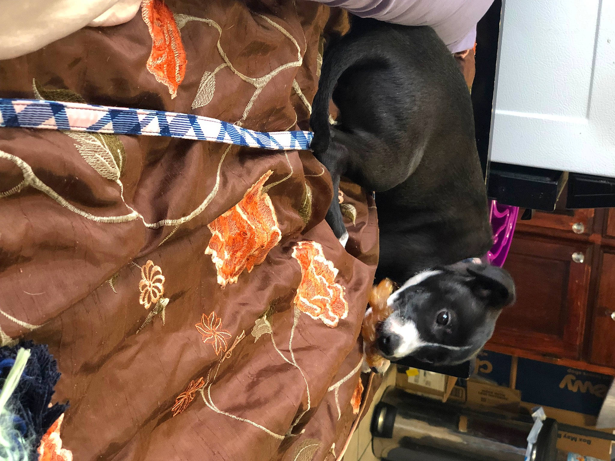 Ivy is registered to the contest to win money with this photo: brown, carnivore, collar, comfort, companion_dog, dog, dog_breed, dog_collar, dog_supply, fashion_accessory, fawn, guard_dog, leash, liver, pattern, personal_protective_equipment, pet_supply, snout, sporting_group, working_animal