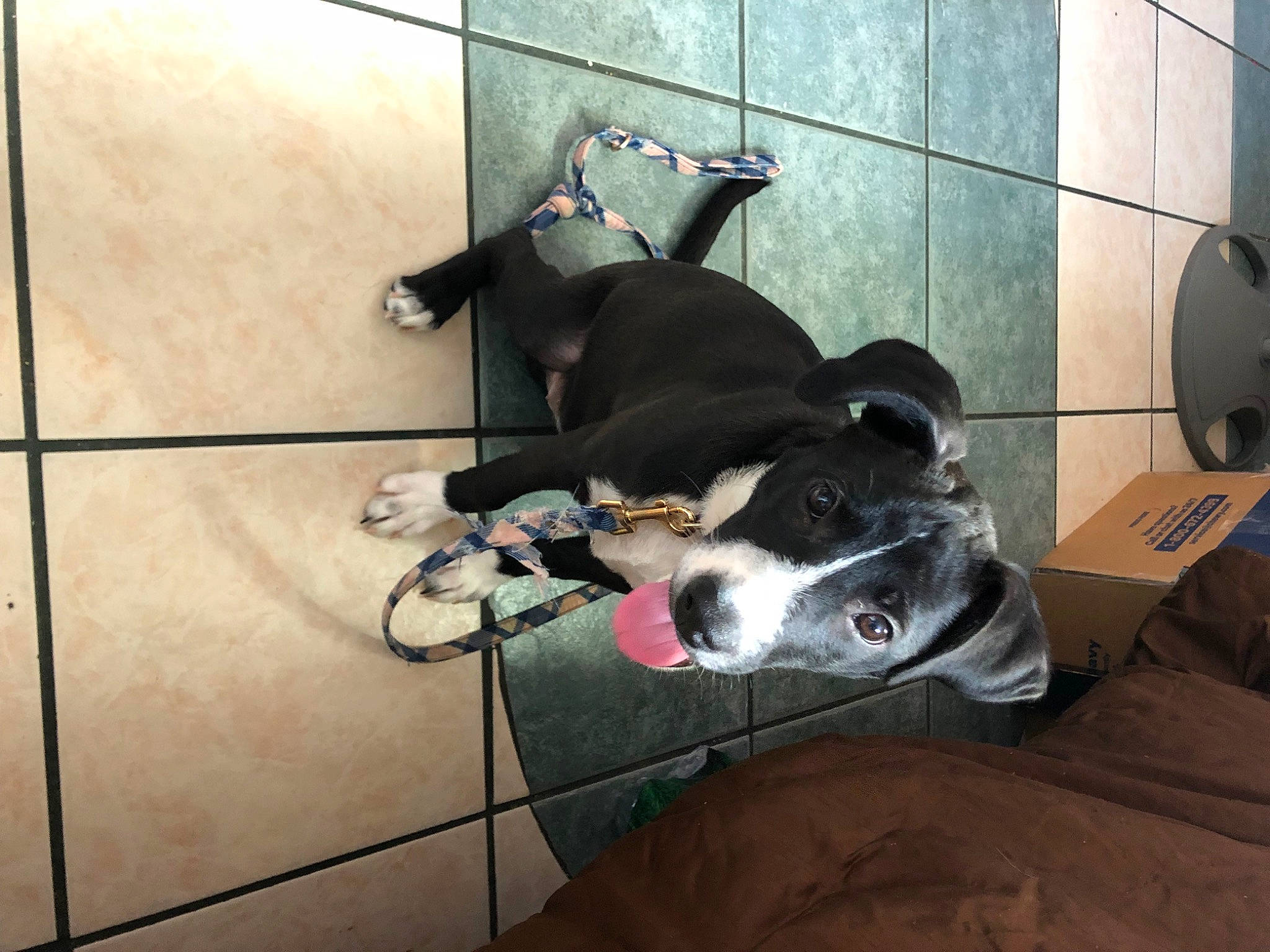 Ivy joined the competition — help win amazing prizes! art, canidae, carnivore, collar, comfort, companion_dog, dog, dog_breed, dog_collar, dog_supply, fawn, floor, flooring, fur, leash, snout, sporting_group, tail, whiskers, working_animal