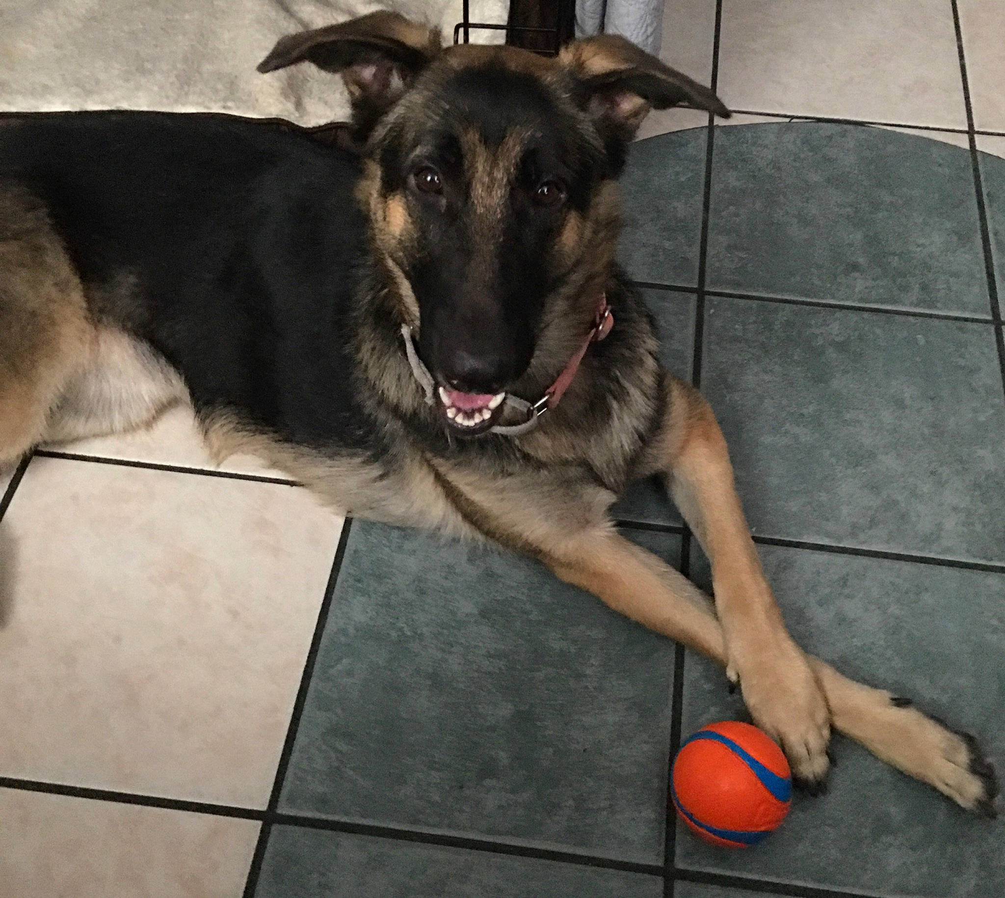 Ruby is registered to the contest to win money with this photo: ball, basketball, canidae, carnivore, collar, companion_dog, dog, dog_breed, dog_collar, dog_supply, fawn, floor, flooring, fur, old_german_shepherd_dog, pet_supply, snout, sporting_group, tile_flooring, working_animal