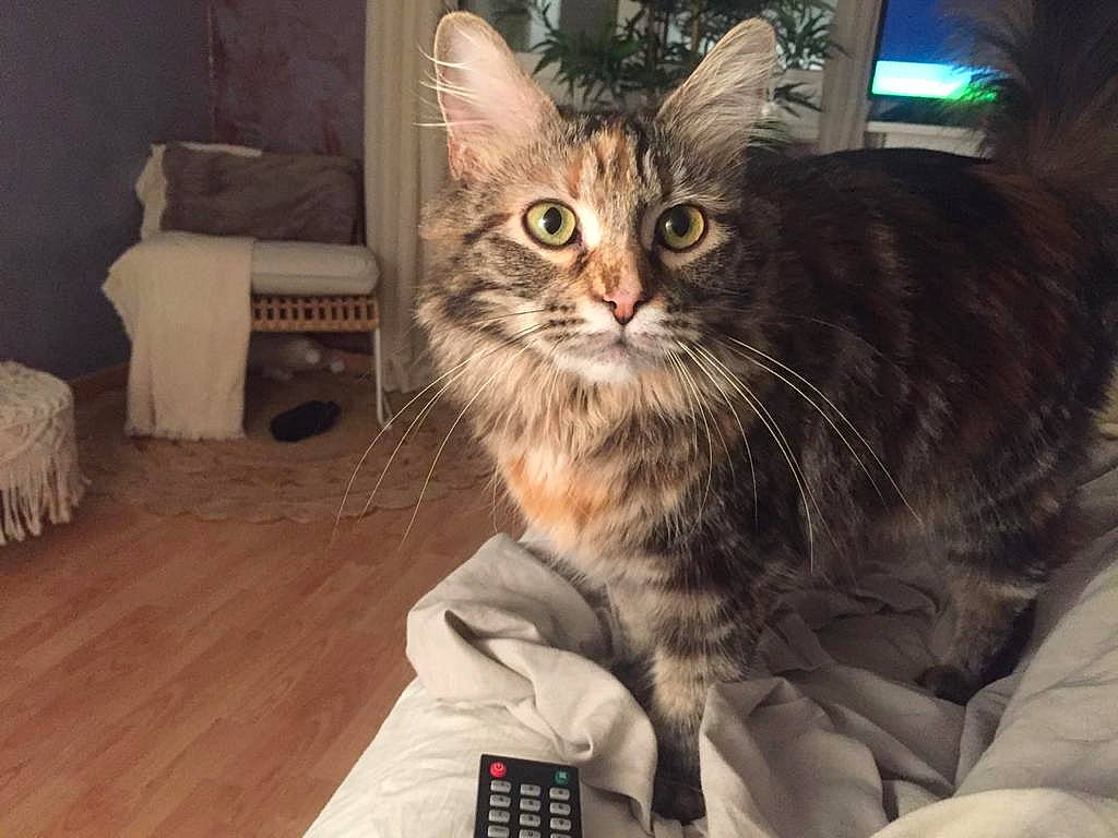 Rhéia participe au concours pour gagner de l'argent avec cette photo : box, carnivore, cat, claw, comfort, couch, domestic_short_haired_cat, felidae, flooring, fur, hardwood, paw, picture_frame, sitting, small_to_medium_sized_cats, snout, whiskers, wood, wood_flooring, wood_stain