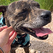 Fripon participe au concours pour gagner de l'argent avec cette photo : animal, brindle, canine, close_up, collar, daytime, dog, friendly, grass, gravel, hand, happy, leash, nature, outdoor, pet, scratching, smiling, sunny, tongue_out