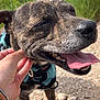 animal, brindle, canine, close_up, collar, daytime, dog, friendly, grass, gravel, hand, happy, leash, nature, outdoor, pet, scratching, smiling, sunny, tongue_out