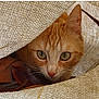 cat, ginger_cat, animal, pet, curious, hiding, fabric, beige, texture, closeup, whiskers, ears, eyes, nature, leaves, outdoor, cozy, portrait, cute, feline