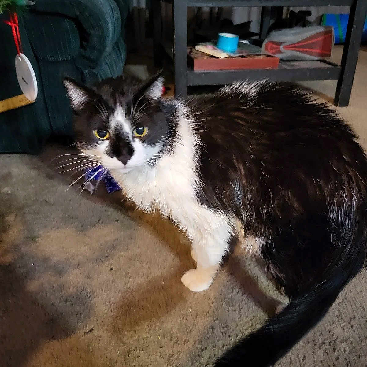 Jenna is registered to the contest to win money with this photo: animal, armchair, black_and_white, carpet, cat, cozy, curious, domestic, feline, furniture, household, indoor, living_room, looking, pet, standing, table, tail, whiskers, yellow_eyes