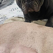 Blue joined the competition — help win amazing prizes! dog, french_bulldog, puppies, nursing, mother_dog, bed, blanket, indoor, animal, canine, closeup, cute, pet, fur, sleeping, newborn, mammal, domestic_animal, resting, family