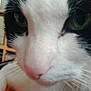 cat, close_up, black_and_white, green_eyes, pink_nose, whiskers, indoor, furniture, blurred_background, pet, animal, face, cute, soft_fur, domestic_cat, portrait, nose, eyes, closeup