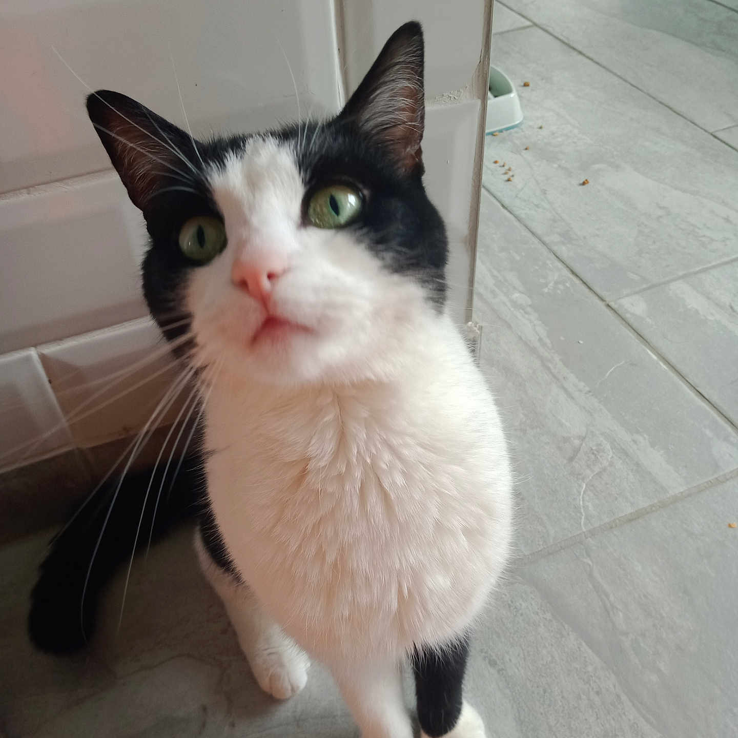 Plume a rejoint le concours — aidez-le/la à gagner de superbes lots ! animal, black_and_white, cat, close_up, curious, domestic, floor, food_bowl, fur, green_eyes, household, indoor, looking_up, paw, pet, sitting, tail, tile, whiskers, white_wall