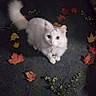 autumn_leaves, bell, cat, collar, cute, dark_carpet, feline, fluffy_tail, green_eyes, indoor, looking_up, maple_leaves, pet, playful, portrait, sitting, small_flowers, soft_fur, whiskers, white_cat