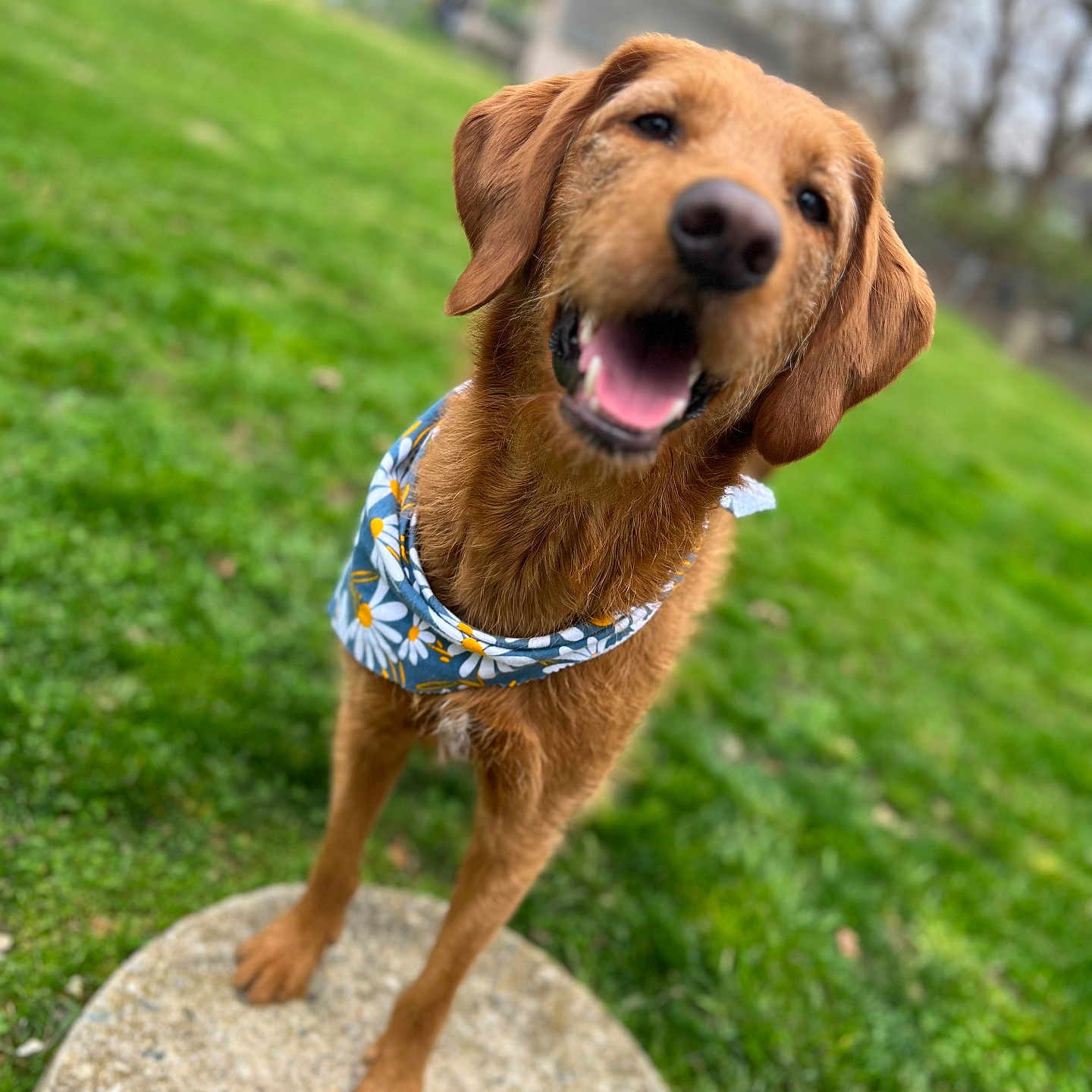 Delilah is registered to the contest to win money with this photo: accessories, animal, canine, collar, dog, goldenretriever, grass, hound, labradorretriever, lawn, leash, nature, outdoors, park, pet, plant, puppy, rock, strap, tree