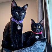 Charlie And Lillabit joined the competition — help win amazing prizes! black_cat, cats, kitten, two_cats, pet, animal, feline, collar, qr_code, indoor, window, curtain, cat_tree, plush_bed, sitting, lounging, alert, yellow_eyes, black_fur, portrait