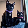 black_cat, cats, kitten, two_cats, pet, animal, feline, collar, qr_code, indoor, window, curtain, cat_tree, plush_bed, sitting, lounging, alert, yellow_eyes, black_fur, portrait