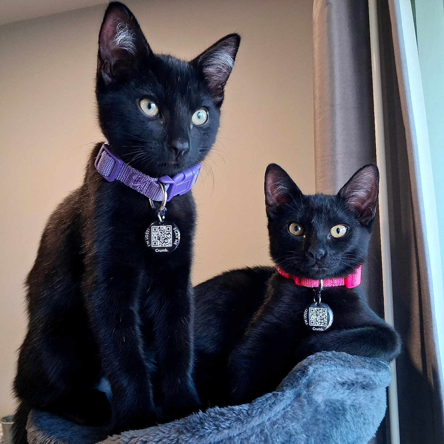Charlie And Lillabit joined the competition — help win amazing prizes! black_cat, cats, kitten, two_cats, pet, animal, feline, collar, qr_code, indoor, window, curtain, cat_tree, plush_bed, sitting, lounging, alert, yellow_eyes, black_fur, portrait