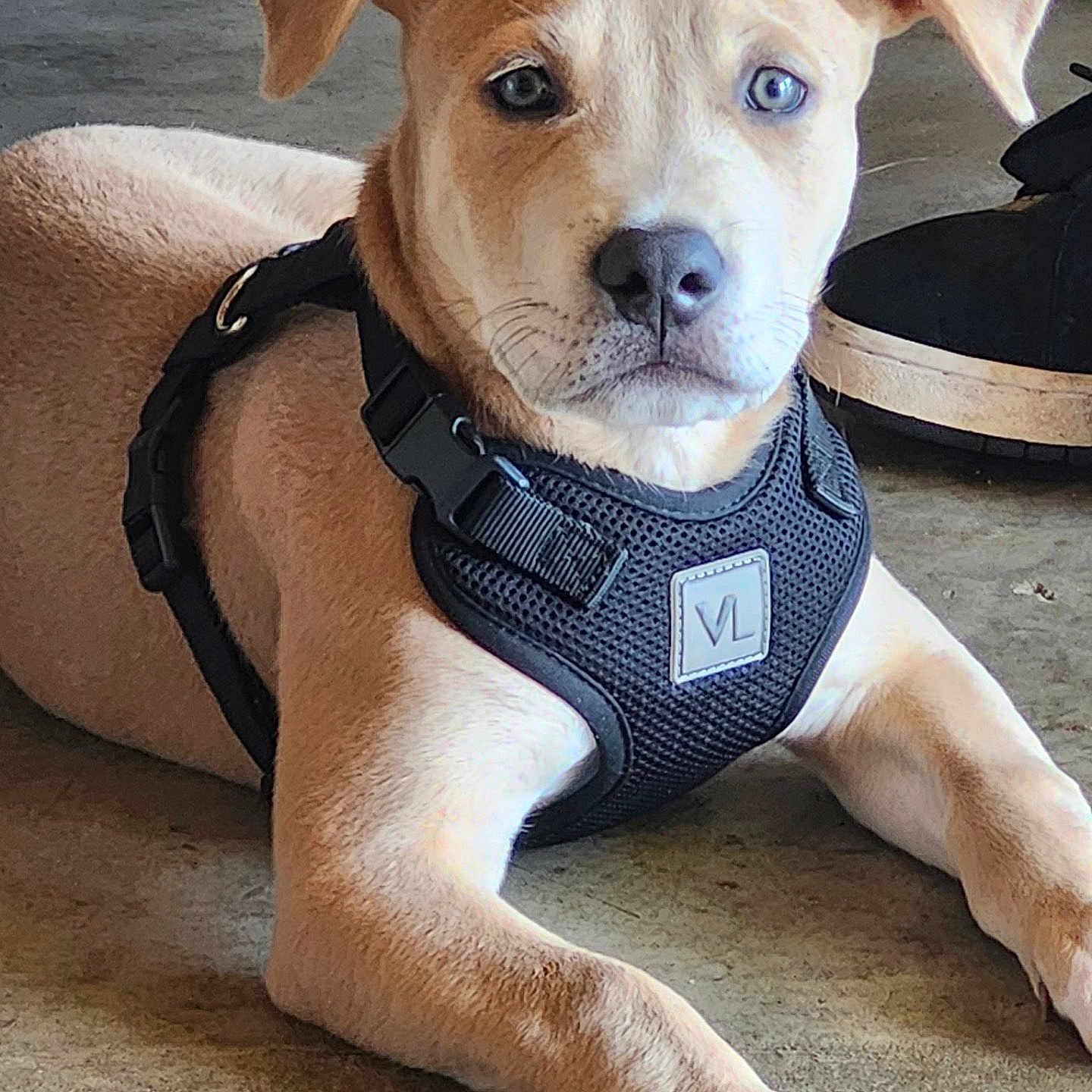 Buddy joined the competition — help win amazing prizes! animal, black, brown, closeup, concrete, curious, cute, dog, ear, floor, harness, indoor, light, lying_down, paw, pet, portrait, puppy, shoe, young