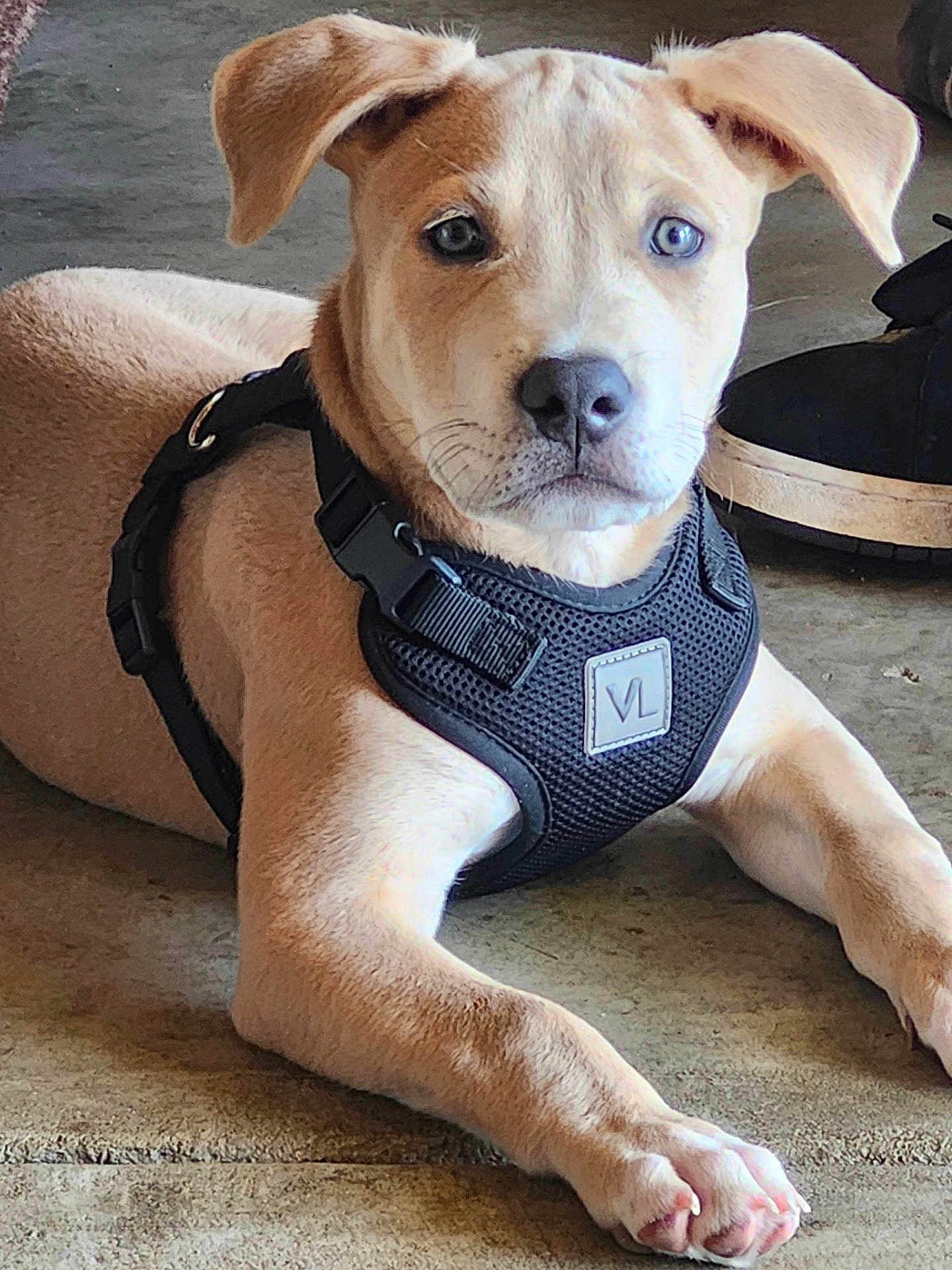 Buddy
