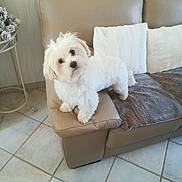 Fidjie participe au concours pour gagner de l'argent avec cette photo : dog, white_dog, fluffy, couch, leather_couch, pillows, throw_blanket, living_room, tile_floor, side_table, pine_cones, curious, pet, indoor, furniture, small_dog, companion, home_decor, cozy, relaxed