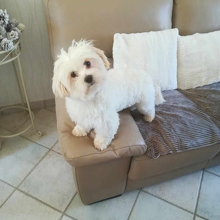 Fidjie participe au concours pour gagner de l'argent avec cette photo : companion, couch, cozy, curious, dog, fluffy, furniture, home_decor, indoor, leather_couch, living_room, pet, pillows, pine_cones, relaxed, side_table, small_dog, throw_blanket, tile_floor, white_dog