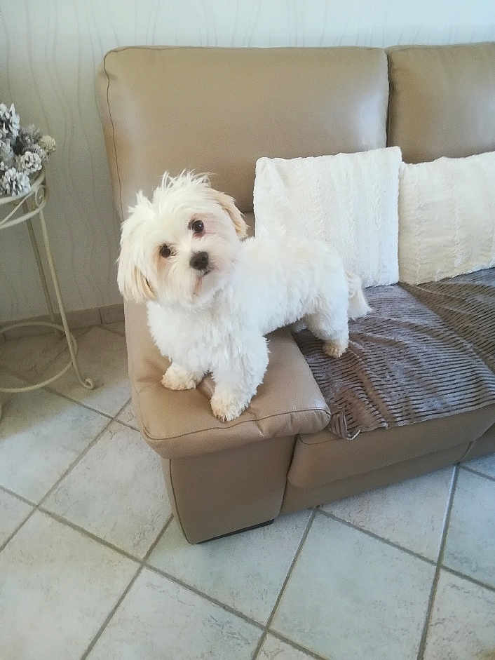 Fidjie participe au concours pour gagner de l'argent avec cette photo : dog, white_dog, fluffy, couch, leather_couch, pillows, throw_blanket, living_room, tile_floor, side_table, pine_cones, curious, pet, indoor, furniture, small_dog, companion, home_decor, cozy, relaxed