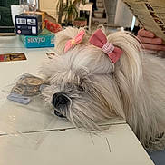 Pencil a rejoint le concours — aidez-le/la à gagner de superbes lots ! dog, bow, fluffy, resting, table, indoor, person, hand, menu, paper, glass, plant, box, furniture, cozy, sleepy, white_fur, long_hair, cute, house