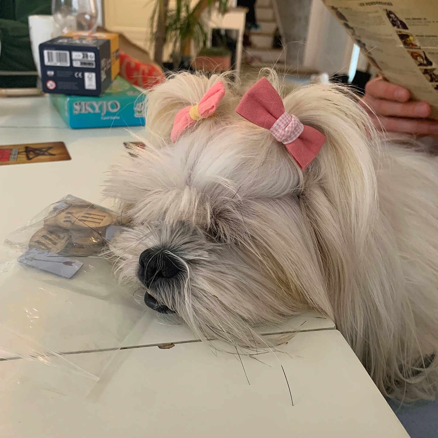 Pencil a rejoint le concours — aidez-le/la à gagner de superbes lots ! dog, bow, fluffy, resting, table, indoor, person, hand, menu, paper, glass, plant, box, furniture, cozy, sleepy, white_fur, long_hair, cute, house