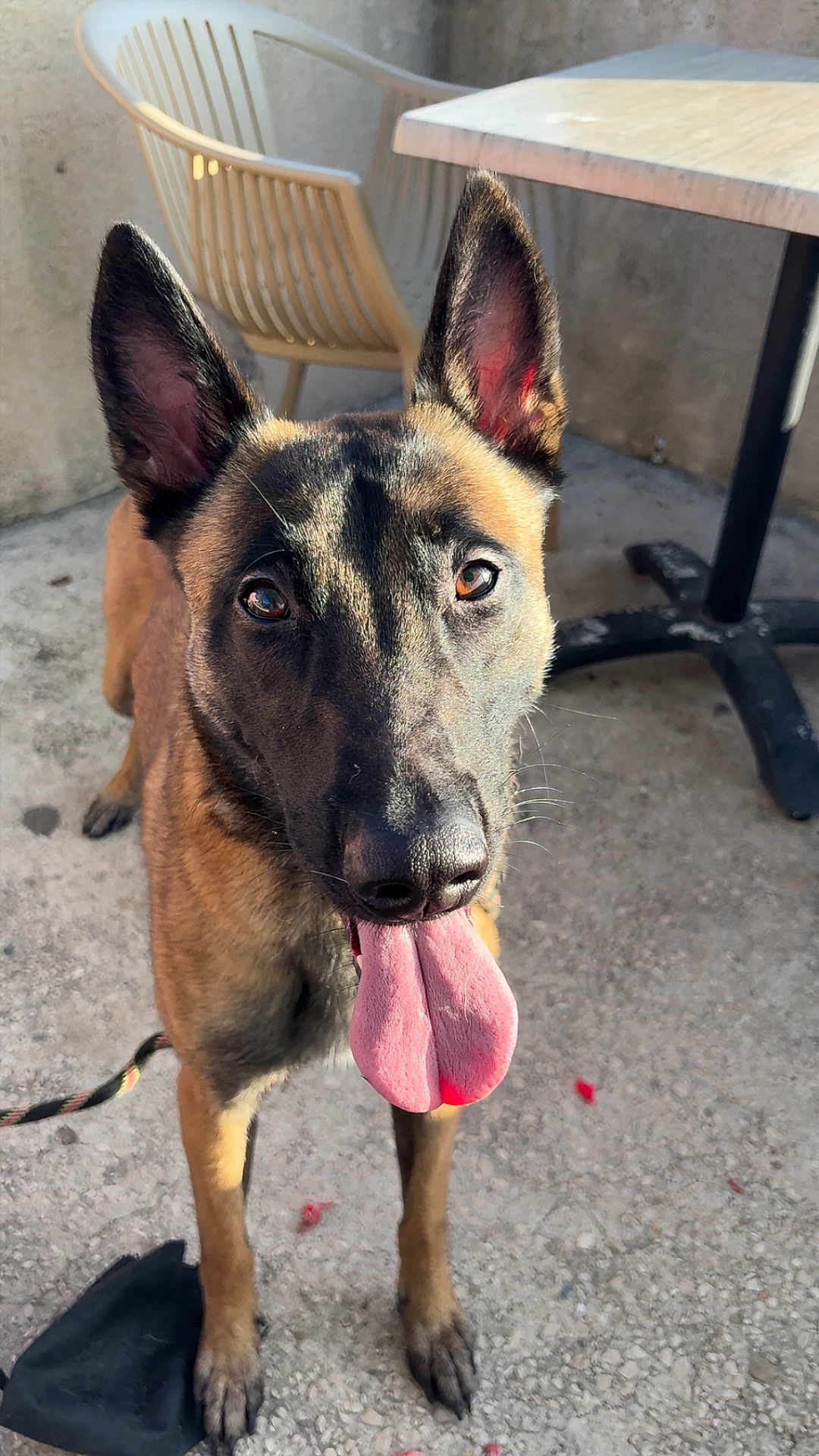 Riley a rejoint le concours — aidez-le/la à gagner de superbes lots ! dog, tongue_out, erect_ears, leash, concrete_ground, patio_table, plastic_chair, close_up, brown_coat, black_mask, paws, snout, eyes, playful, portrait, shadow, sunny, front_view, curious, pet