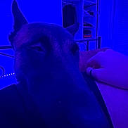 Riley participe au concours pour gagner de l'argent avec cette photo : dog, pet, sleeping, purple_light, led_lights, bedroom, indoor, hand, human_hand, closet, shelves, furniture, portrait, muzzle, ear, petting, cozy, night, relaxed, lap