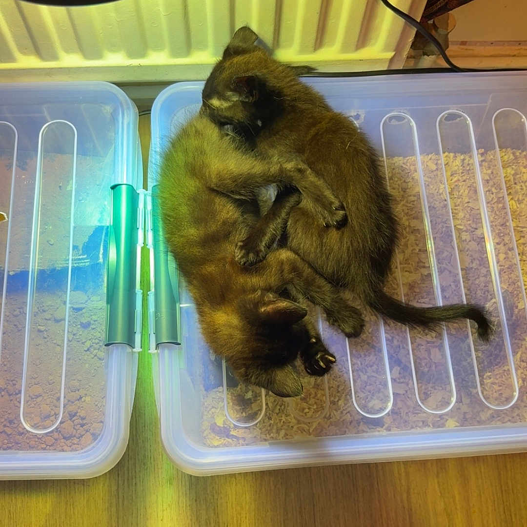 Suki Berlioze participe au concours pour gagner de l'argent avec cette photo : animal, bedding, cat, cord, cozy, cuddling, curled_up, cute, fur, indoor, kitten, lamp, pet, plastic_container, radiator, shadow, sleeping, storage_box, two_kittens, wood_floor