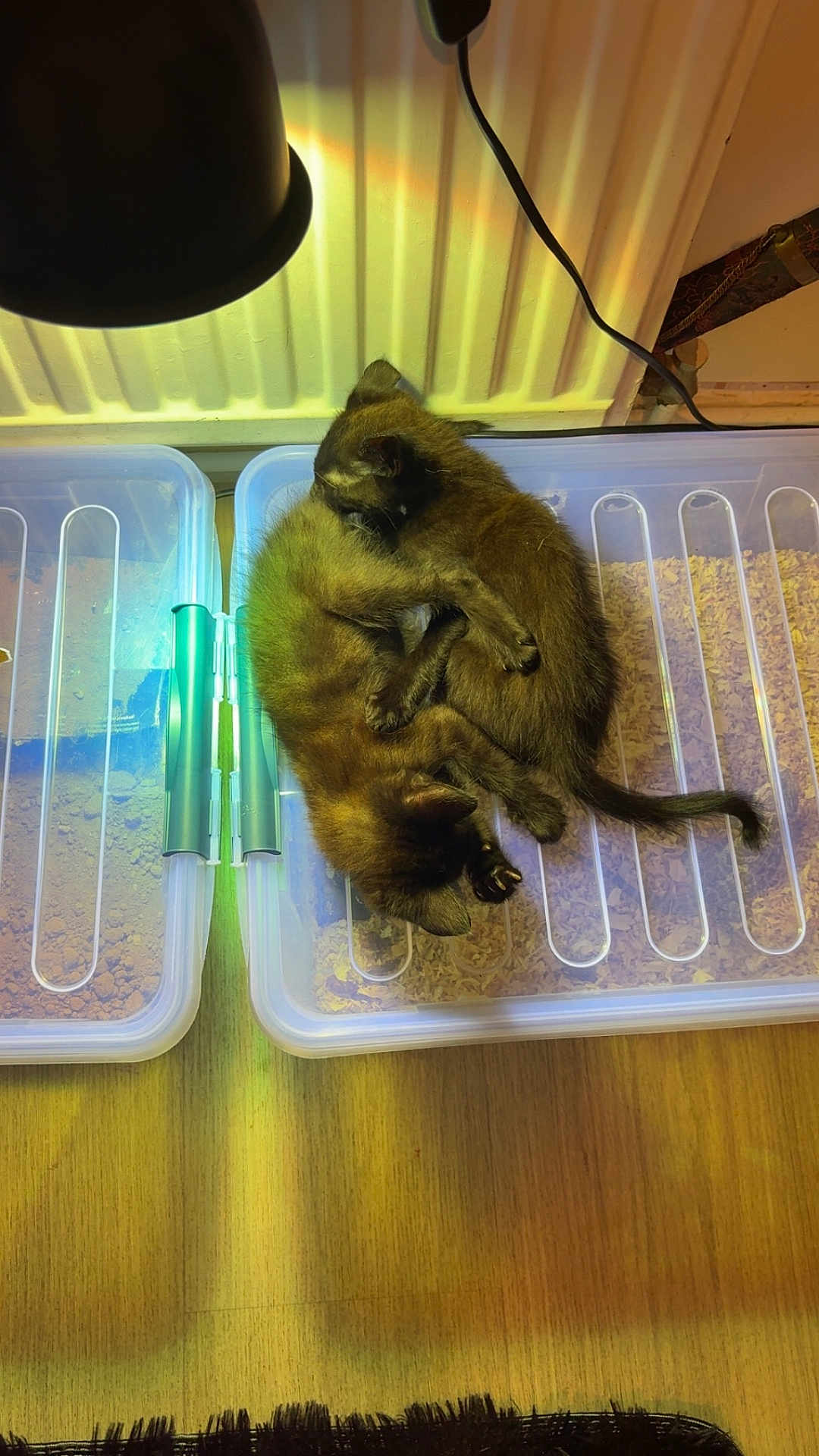 Suki Berlioze participe au concours pour gagner de l'argent avec cette photo : kitten, cat, two_kittens, sleeping, curled_up, pet, animal, plastic_container, storage_box, lamp, radiator, wood_floor, fur, indoor, cozy, cute, cuddling, shadow, cord, bedding