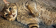 Todd is registered to the contest to win money with this photo: cat, tabby, carpet, indoor, pet, feline, fur, whiskers, relaxed, laying_down, cute, animal, domestic, home, closeup, portrait, paw, looking, resting, table_leg