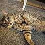 cat, tabby, carpet, indoor, pet, feline, fur, whiskers, relaxed, laying_down, cute, animal, domestic, home, closeup, portrait, paw, looking, resting, table_leg
