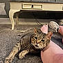 cat, tabby_cat, carpet, person, leg, foot, barefoot, sneaker, furniture, table, indoor, cozy, resting, pet, animal, whiskers, claws, relaxation, floor, home