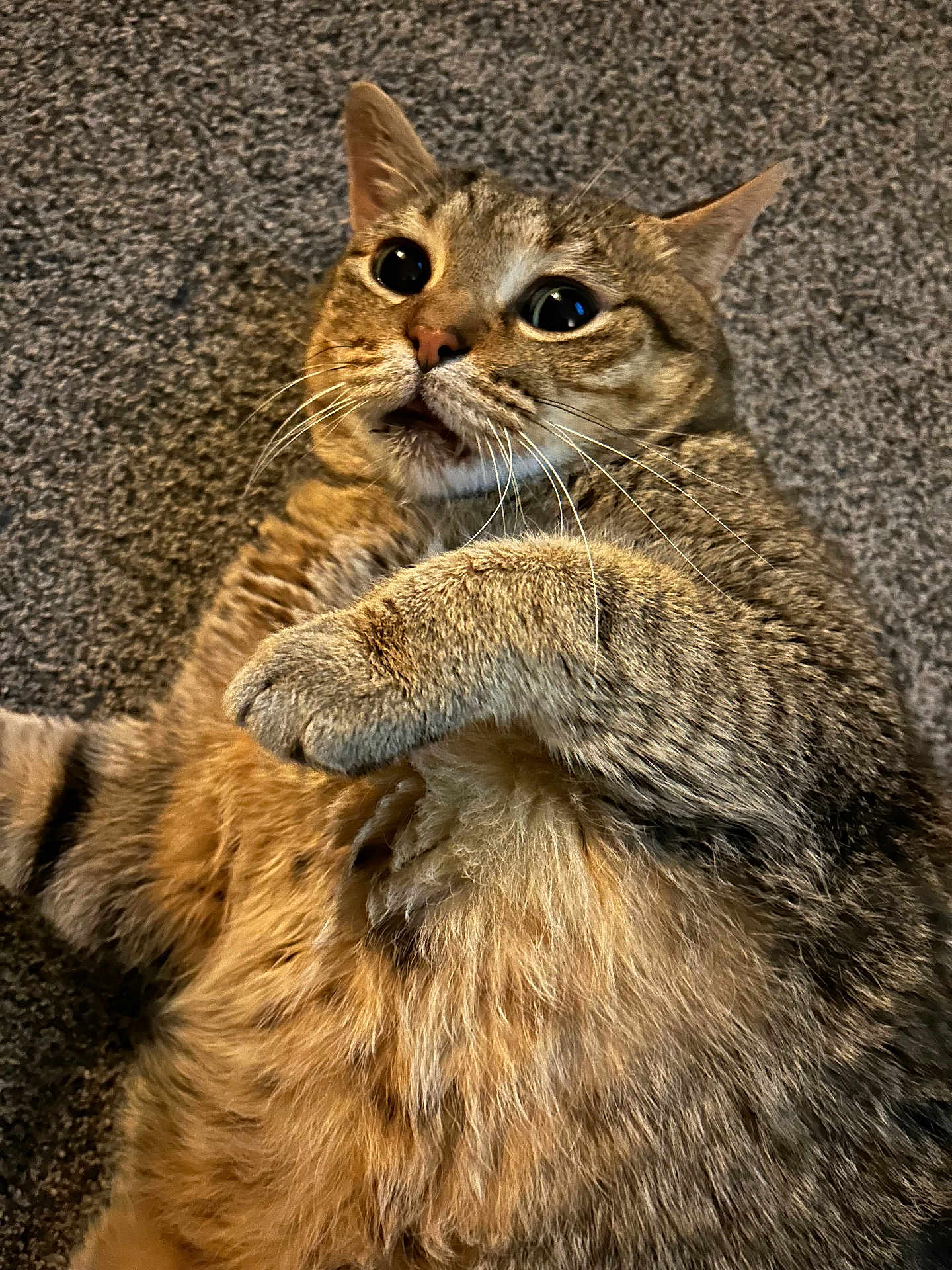 Todd