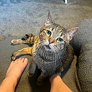 Todd is registered to the contest to win money with this photo: cat, tabby, pet, indoor, carpet, human_feet, curious, whiskers, feline, gray, soft_surface, paw, relaxed, looking_up, domestic_animal, cozy, companion, animal, floor, home