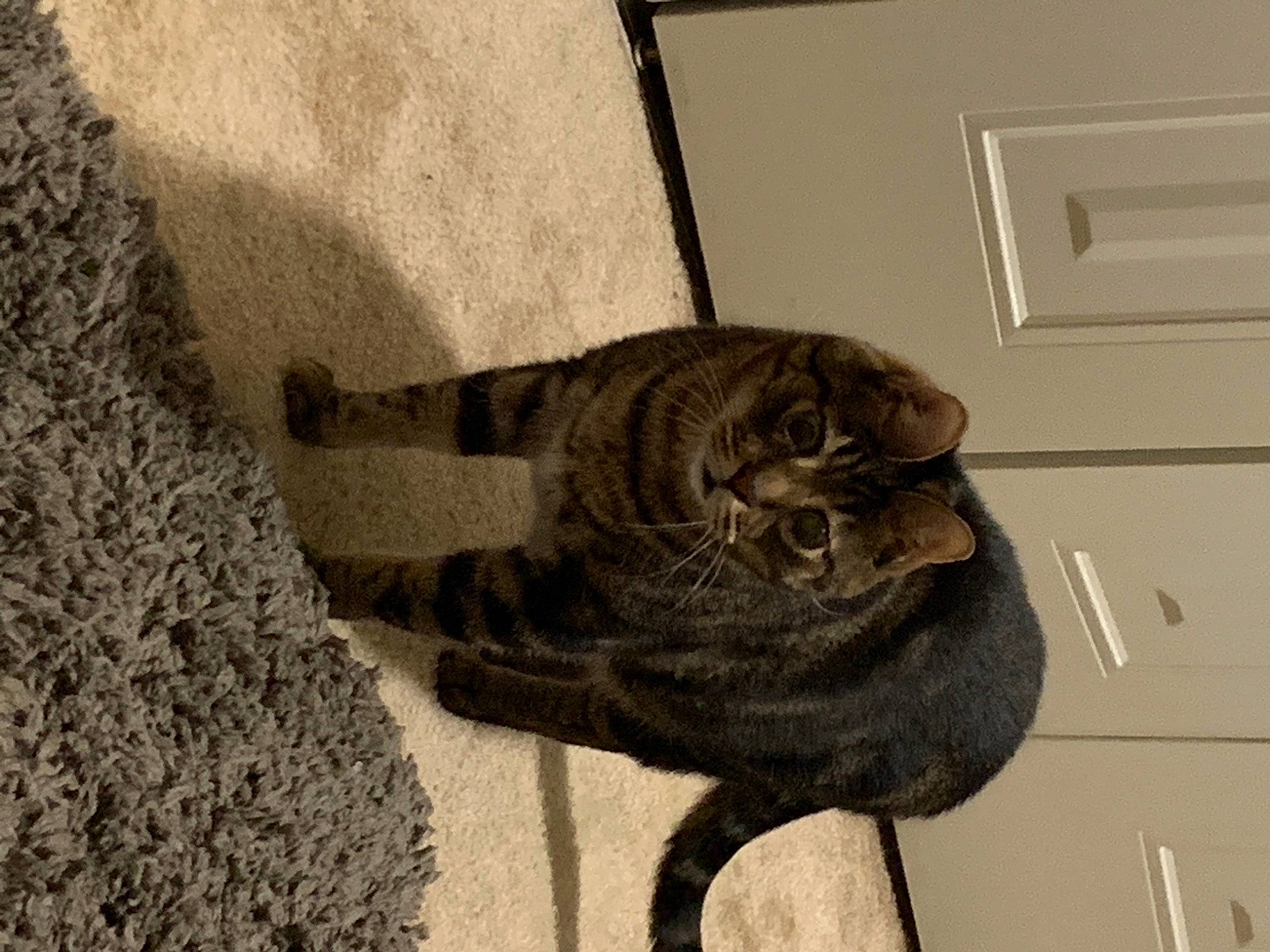 Peanut is registered to the contest to win money with this photo: black_cat, carnivore, cat, claw, domestic_short_haired_cat, door, felidae, flooring, fur, grey, metal, paw, shadow, small_to_medium_sized_cats, tail, terrestrial_animal, tree, wall_plate, whiskers, wood