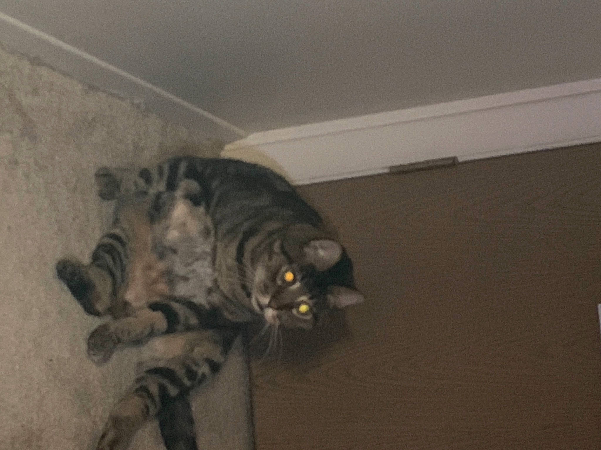 Peanut is registered to the contest to win money with this photo: black_cat, carnivore, cat, ceiling, comfort, domestic_short_haired_cat, felidae, floor, flooring, fur, hardwood, laminate_flooring, paw, plaster, small_to_medium_sized_cats, tail, terrestrial_animal, whiskers, window, wood