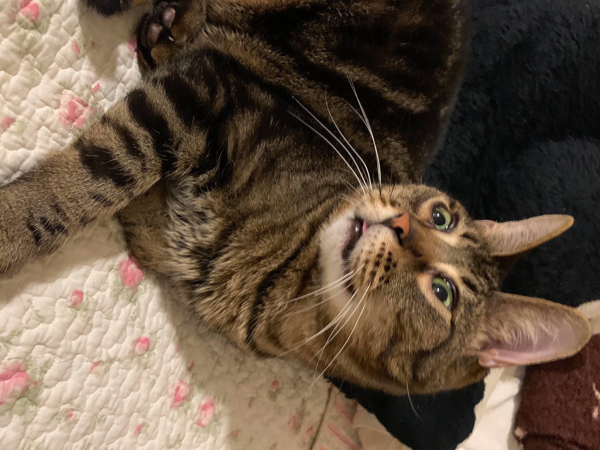 Peanut is registered to the contest to win money with this photo: carmine, carnivore, cat, claw, comfort, domestic_short_haired_cat, fang, felidae, foot, fur, paw, small_to_medium_sized_cats, snout, tail, terrestrial_animal, whiskers