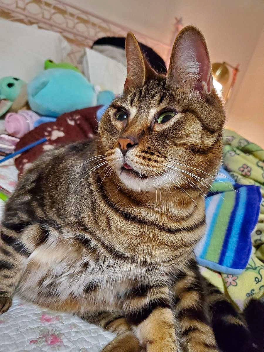 Peanut is registered to the contest to win money with this photo: carnivore, cat, domestic_short_haired_cat, felidae, fur, sitting, small_to_medium_sized_cats, snout, terrestrial_animal, whiskers, wildlife