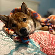 Ginger joined the competition — help win amazing prizes! dog, blanket, bed, indoor, relaxed, animal, pet, cozy, brown_fur, ear, snout, quilt, pattern, soft_lighting, resting, closeup, cute, warm, comfort, lying_down