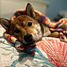dog, blanket, bed, indoor, relaxed, animal, pet, cozy, brown_fur, ear, snout, quilt, pattern, soft_lighting, resting, closeup, cute, warm, comfort, lying_down