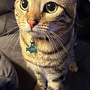 Ranger joined the competition — help win amazing prizes! cat, tabby, pet, animal, indoor, couch, whiskers, fur, curious, wide_eyes, collar, name_tag, close_up, domestic_cat, feline, cute, indoor_lighting, soft_texture, sitting, looking