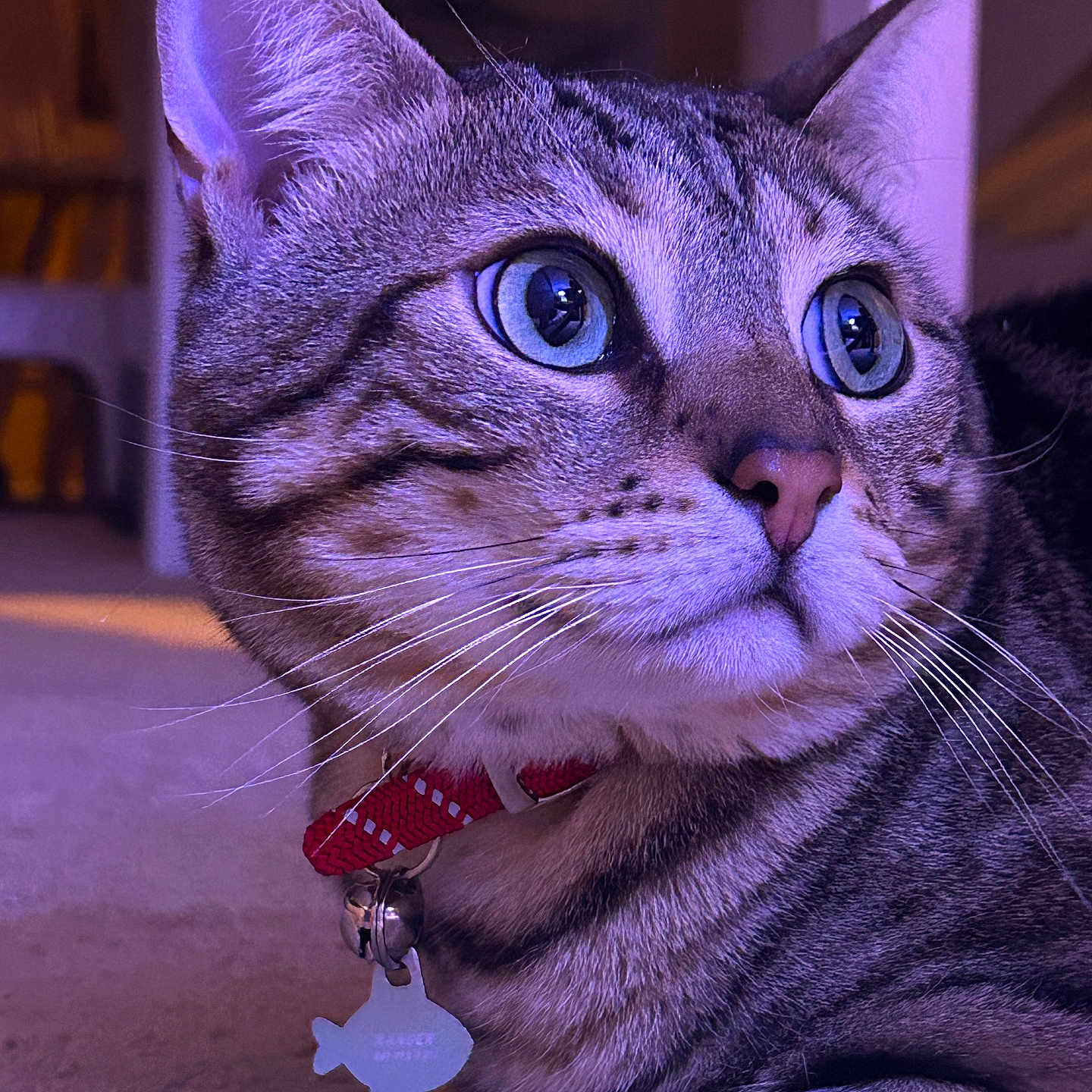 Ranger joined the competition — help win amazing prizes! cat, tabby, close_up, blue_eyes, collar, pet, indoor, feline, whiskers, curious, fur, animal, domestic, tag, portrait, soft_lighting, purple_tone, floor, alert, cute