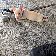 Casper is registered to the contest to win money with this photo: