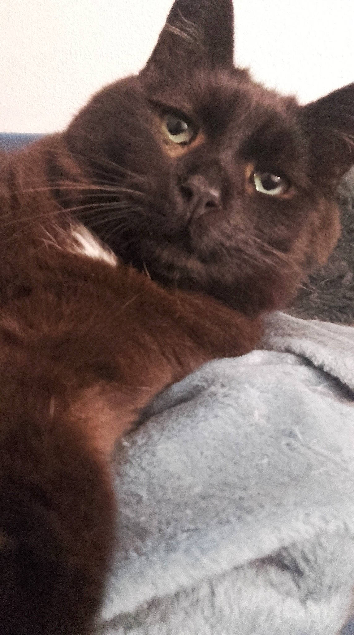 Kos a rejoint le concours — aidez-le/la à gagner de superbes lots ! asian, black_cat, bombay, british_shorthair, burmese, carnivore, cat, domestic_short_haired_cat, felidae, fur, german_rex, havana_brown, kitten, korat, mammal, nebelung, small_to_medium_sized_cats, snout, vertebrate, whiskers