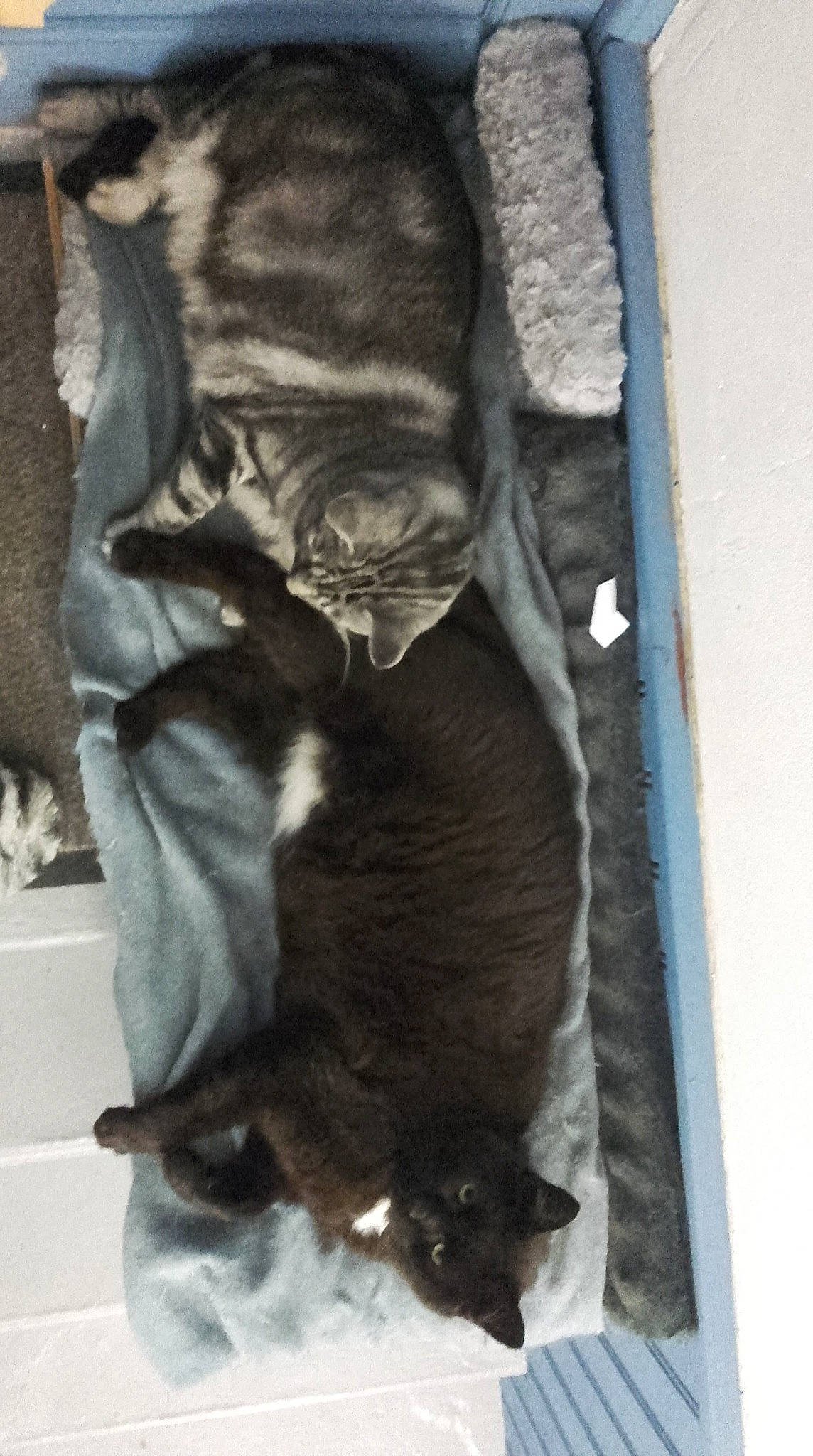 Kos a rejoint le concours — aidez-le/la à gagner de superbes lots ! black_cat, canidae, carnivore, cat, dog_breed, felidae, fur, korat, russian_blue, small_to_medium_sized_cats, snout, tail