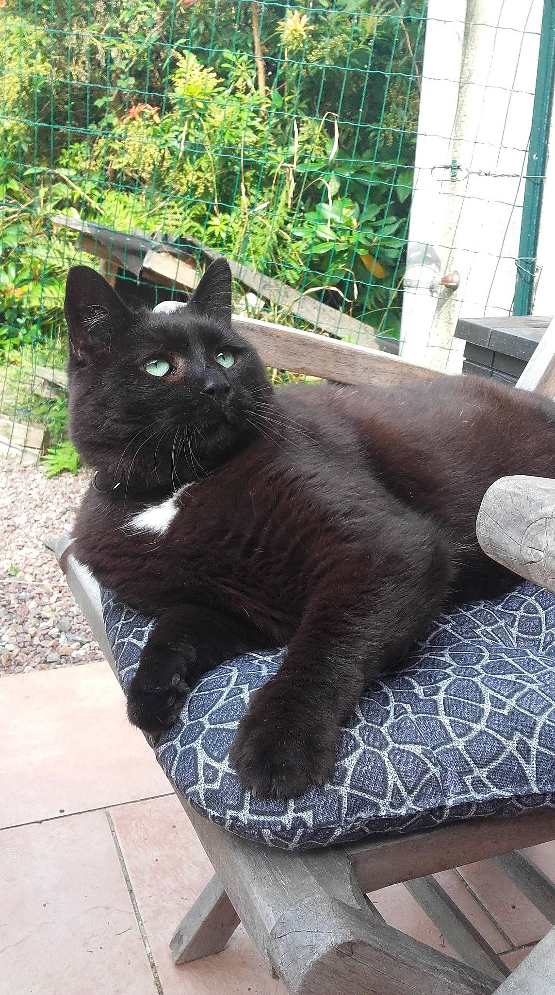 Kos a rejoint le concours — aidez-le/la à gagner de superbes lots ! asian, black_cat, bombay, carnivore, cat, domestic_long_haired_cat, domestic_short_haired_cat, felidae, korat, mammal, nebelung, polydactyl_cat, russian_blue, small_to_medium_sized_cats, tail, vertebrate, whiskers